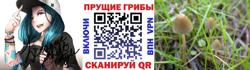 Псилоцибиновые грибы MAGIC MUSHROOMS  наркошоп  Шилка 